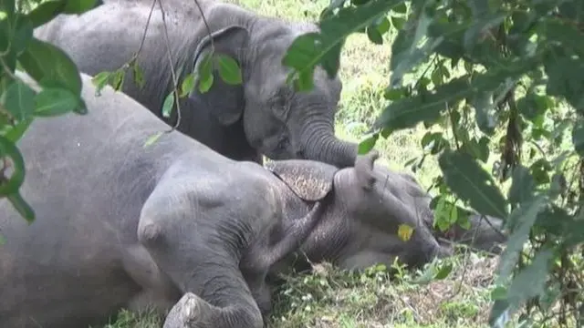 Elephants in Sri Lanka