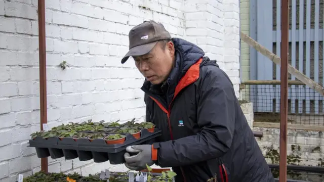 黃如榮在義務為京斯敦環保中心的花園作打理。