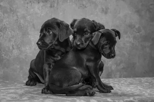 пси за удомљавање