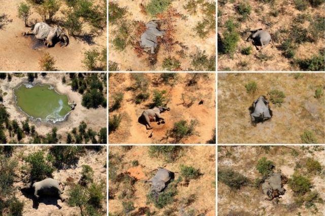 奥卡万戈三角洲航拍照片显示大象尸骸横陈，它们生前饮水的池塘中是幽幽墨绿的水