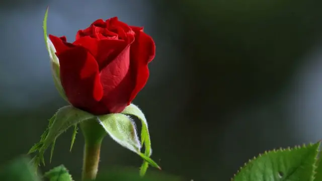 लाल गुलाब प्रेमाचं प्रतीक मानला जातो