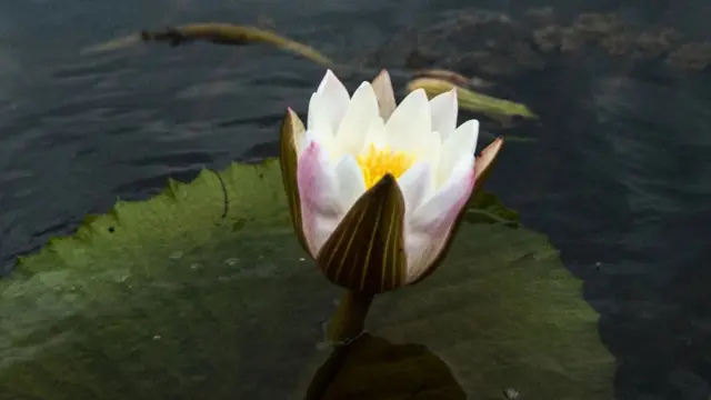 कमल का फूल