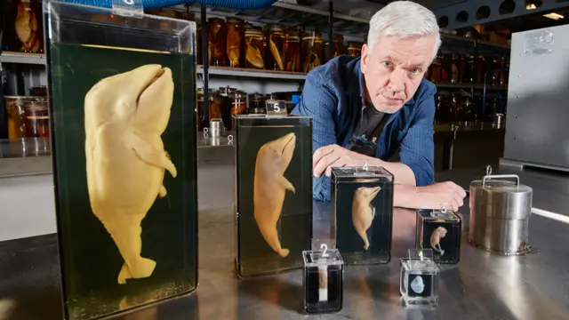 ريتشارد سابين