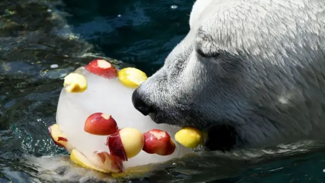 Белый медведь в зоопарке