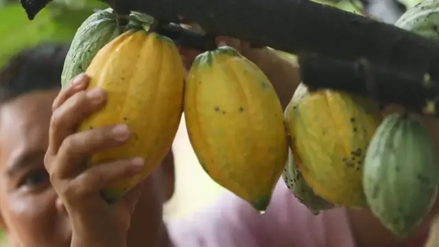 కోకో పంట