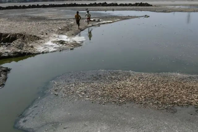 મરેલી માછલીઓ