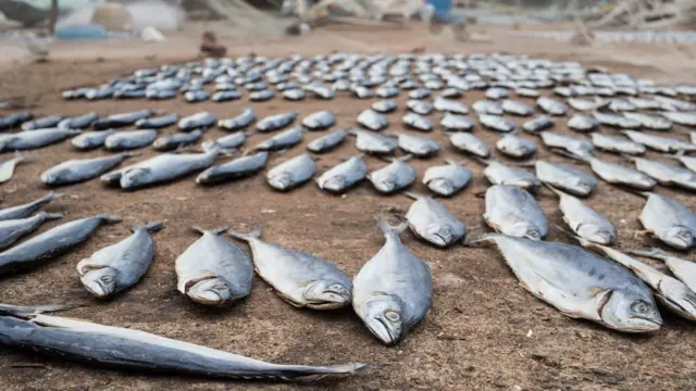 கொரோனா ஊரடங்கால் மீனவர்கள் பிடித்து வரும் மீன்களை ஏற்றுமதி செய்வதில் சிக்கல்: விரிவான தகவல்