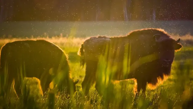Беловежская пуща