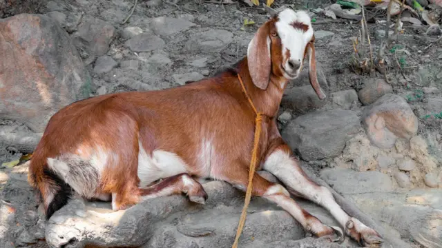 ஆடு, மாடுகளை குறிவைத்து கடிக்கும் தெருநாய்கள் – அரசிடம் கொந்தளிக்கும் கால்நடை விவசாயிகள்