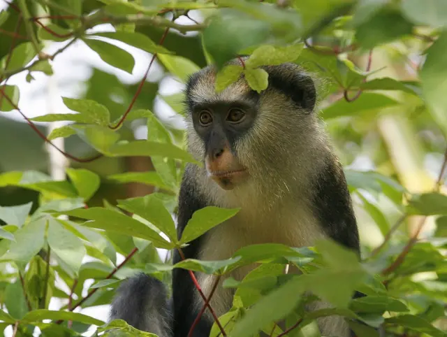 Un singe est perché dans un arbre le 19 mars 2008 dans le parc national de Taï, à 400 km à l'ouest d'Abidjan, où une campagne est menée pour sauver les primates et les chimpanzés, menacés d'extinction. Le parc est inscrit au patrimoine mondial de l'UNESCO. Cette campagne est organisée par la Fondation pour les chimpanzés sauvages (WCF).
