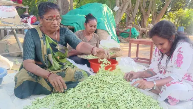 ઊધિયું, પાપડી કતારગામ પાપડી સુરત બીબીસી ગુજરાતી ખેતી ખેતર ખેડૂત પાક પાણી વરસાદ ખેડ ટ્રૅક્ટર, જમીન નવસારી કૃષિ યુનિવર્સિટી ગુજરાત ન્યૂઝ સમાચાર ઓલપાડ વ્યારા દક્ષિણ ગુજરાત નવસારી, વલસાડ