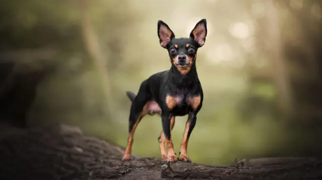 Pinscher em cima de tronco