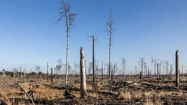 Bosque destruido por el fuego en Alemania