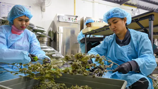 Panumas Sanguanwong/Thai News Pix