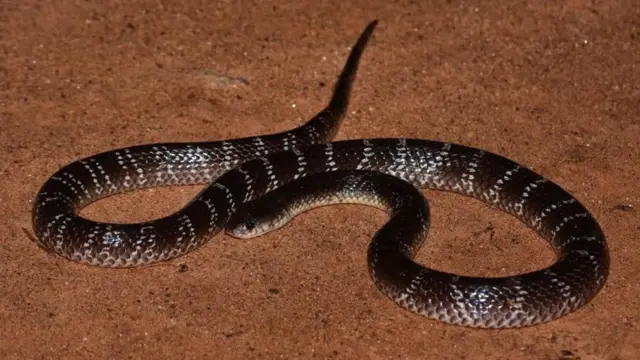 పైథాన్‌ స్నేక్