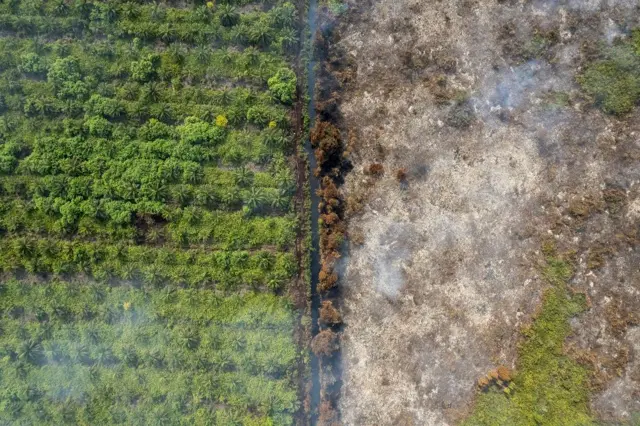 Foto udara kondisi kebakaran hutan dan lahan (karhutla) di lahan gambut Desa Gambut Jaya, Muaro Jambi, Jambi, 24 Juli 2025.