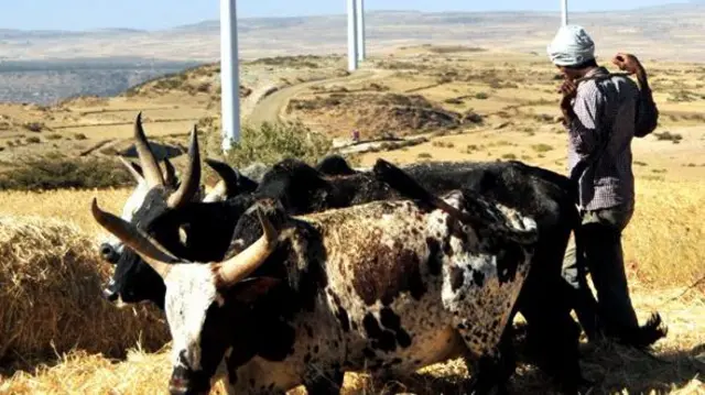 Mfugaji aliyeonekana na shamba la upepo la Ashegoda la Tigray, pichani miaka michache kabla ya mzozo kuzuka.