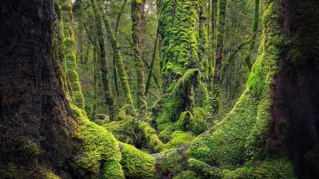 Bosque denso con los troncos de los árboles cubiertos de musgo