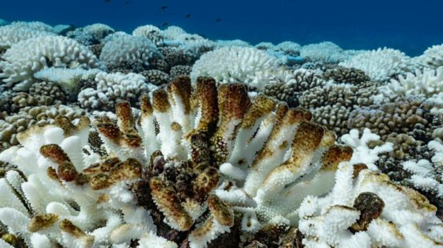 Recifemizuno creation 23corais