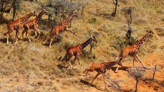 Les girafes d'un zoo américain ont été vues en train de courir, paniquées, pendant l'éclipse de 2017 (Crédit : Getty Images)