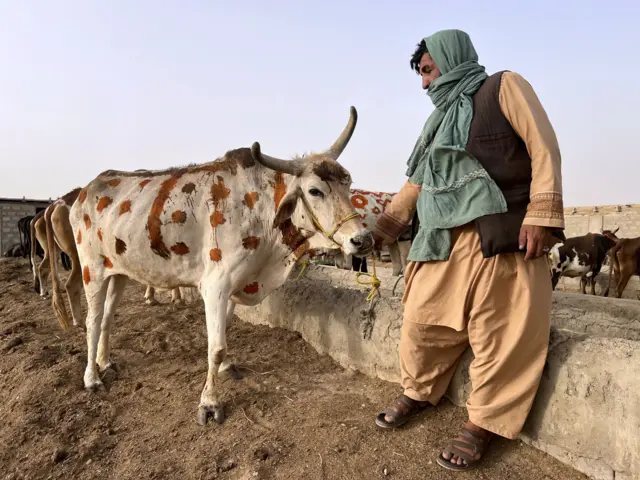 په ډېرو اسلامي هېوادونو کې میلیونونه پسونه، وزې، غواګانې او اوښان د اختر په ورځو کې حلالېږي