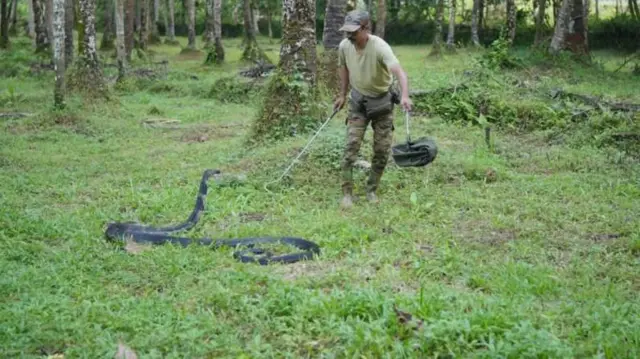 गोवा पशु बचाव दल के अमृत सिंह एक किंग कोबरा को बचाते हुए