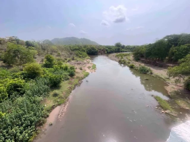 ਗਿਰ ਜੰਗਲ