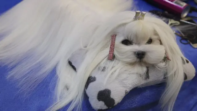 Собака породи мальтійська болонка