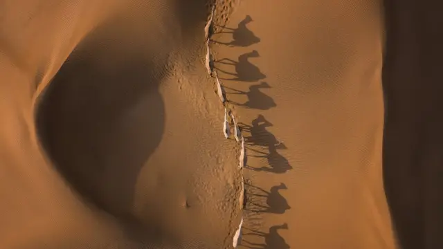 Une file de chameaux dans le désert