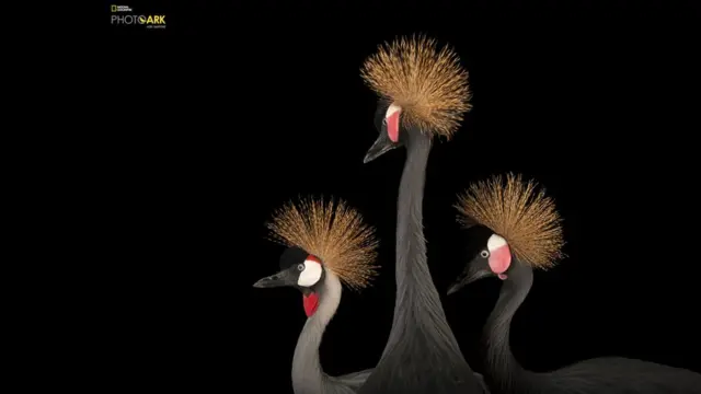 Una grulla coronada cuelligrís y dos grullas coronadas cuellinegras de África Occidental