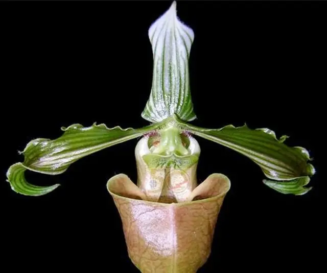 Paphiopedilum bungebelangi