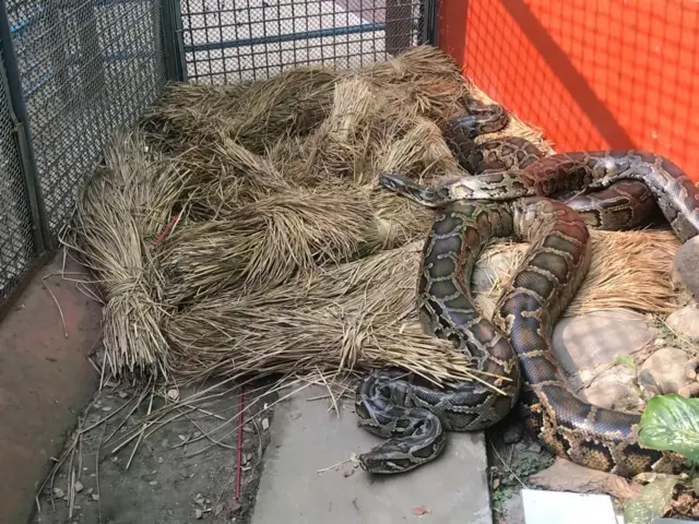 চিড়িয়াখানায় খড়ের গাদায় বিশ্রাম নিচ্ছে সাপ 