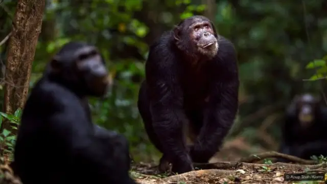 నియాండర్తాల్స్‌