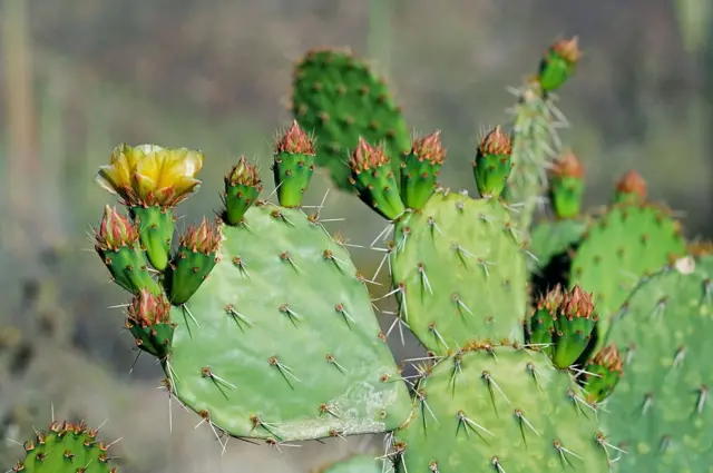 प्रातिनिधिक फोटो