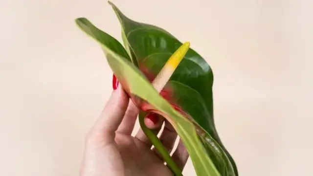 Qizil tulki bilan jinsiy aloqa