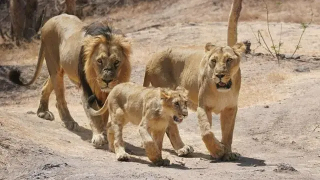 બીબીસી ગુજરાતી, ગુજરાત, સૌરાષ્ટ્ર, સિંહ, દીપડો, 