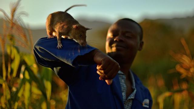 Специалисты Apopo учат гигантских крыс вынюхивать мины и туберкулез