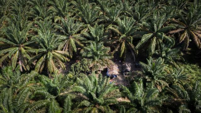 Les Orang Rimba vivent dans des huttes de fortune dans une plantation d'huile de palme