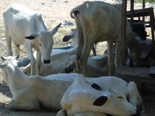 Benue Anti-grazing law