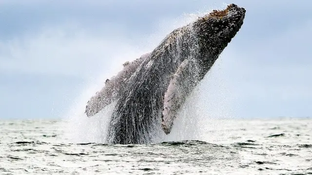 प्रशांत महासागर में उछलती हम्पबैक व्हेल