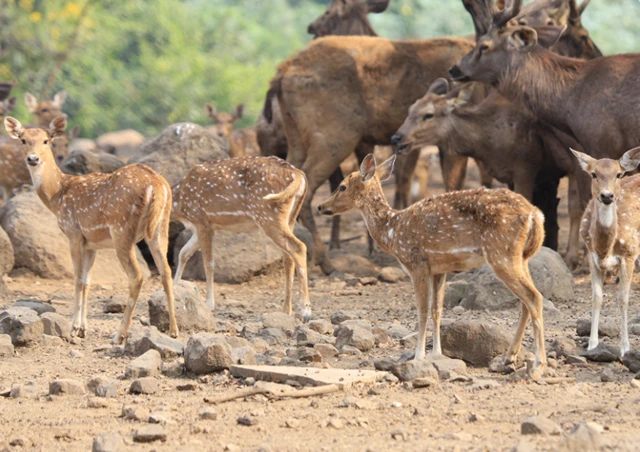 प्रातिनिधिक फोटो