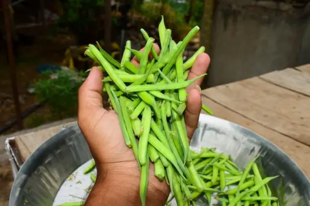 கொத்தவரங்காய் புகைப்படம்