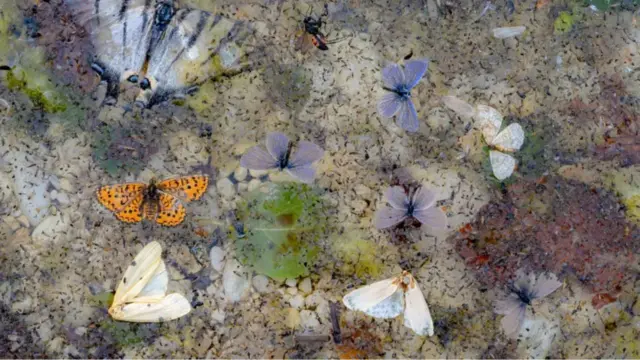 مسابقه عکاسی حیات وحش