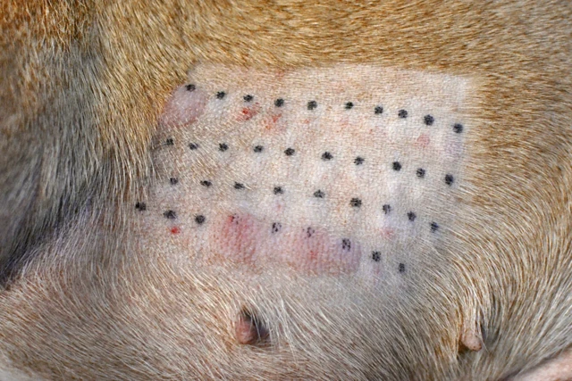 สัตวแพทย์ผู้เชี่ยวชาญด้านผิวหนังจะทำการทดสอบภูมิแพ้เพื่อหาสาเหตุของอาการไม่สบายตัวของสุนัข