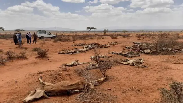 በድርቅ የሞቱ የቤት እንስሳት