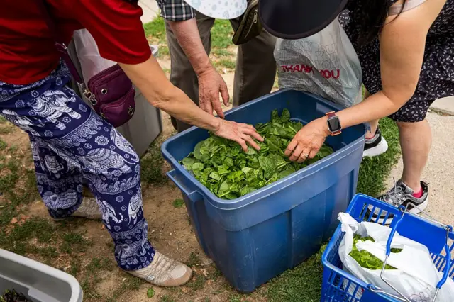siklospora, AS, wabah, texas, parasit, Boston