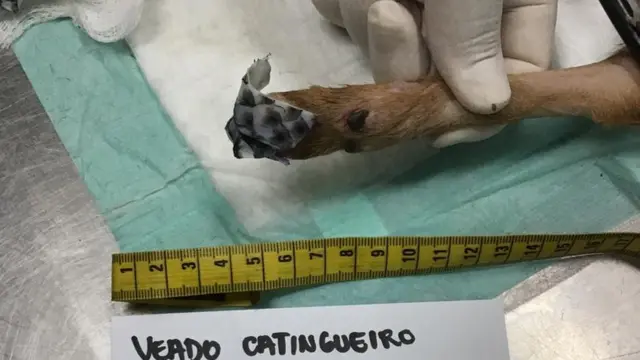 Pata de ciervo con piel de tilapia