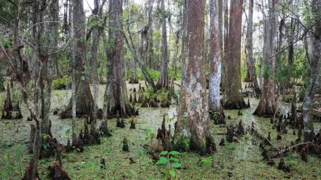 Daerah berawa di sekitar Danau Borgne adalah tempat Saint Malo pernah berdiri
