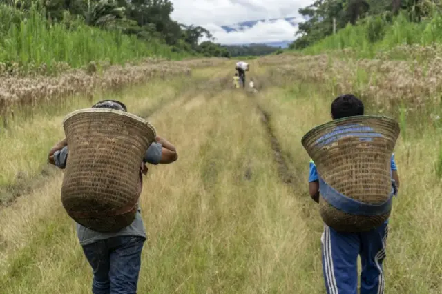 Homens carregando cacau