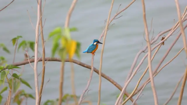 కింగ్ ఫిషర్